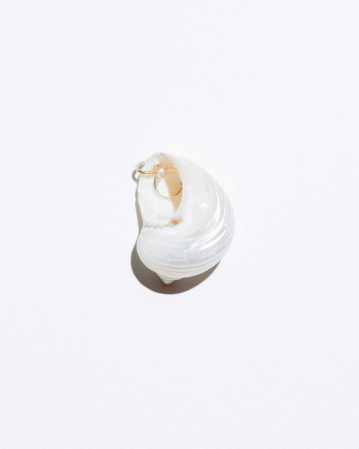Seashell Earring